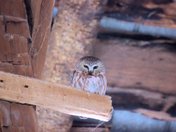 Saw Whet Owl