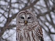 Barred Owl