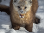 Pine Marten