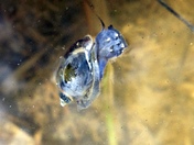 Olsen lake snail