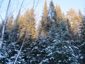 Northwestern Ontario Trees