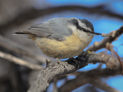 Red Breasted Nuthatch