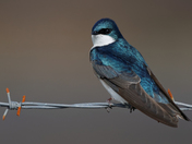 Return of the Tree Swallows
