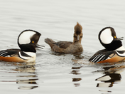 Hooded Merganser Courtship Display