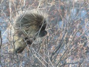 Porcupine in the Breeze