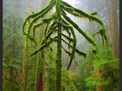 Emerald green moss coated forest