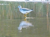 Lesser Yellowlegs