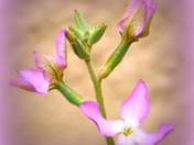 Evening Scented Stocks