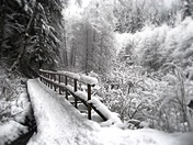 lynn Headwaters foot bridge