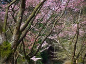 Spring blossoming Trees in Vancouver