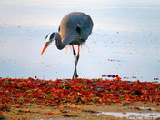 Looking for a snack!