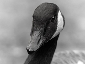 Goose Up Close