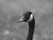 Canadian Goose at Alice Lake BC Canada