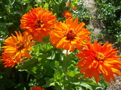 Visit to Kingston garden