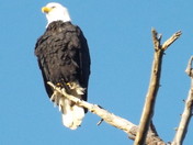 Bald eagle
