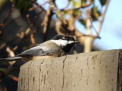 Black capped chikadee