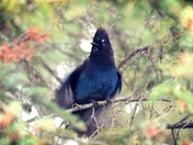 Steller's Jay at Lake Louise
