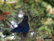 Steller's Jay at Lake Louise