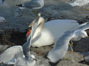 Seagulls vs the Swan