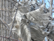 An abandoned Beehive