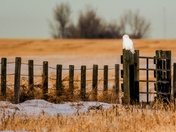 Albertan Prairies 
