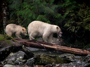White Bears