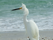 Snow Egret