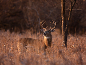 Basking in the light