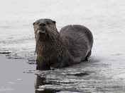River Otter at the Lake