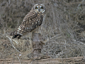 Short Earred Owl