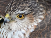 how close can you get