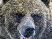 Grizzly grin