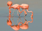 Flamants roses / Flamingo