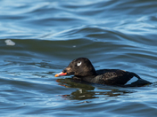 White-winged Scoter