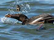 White-winged Scoter