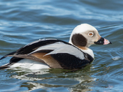 Long-tailed Duck