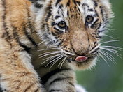 Tiger Cub - Wet From Mom Bathing Him
