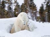 Polar Bear Snuggle with Cub