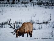 Lone Elk