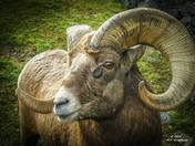 Big horn sheep