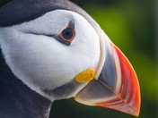 Puffin mug shot