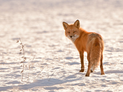 Red Fox, Backlit