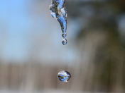 Dripping Icicle