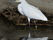 Aigrette neigeuse /  Snowy Egret 