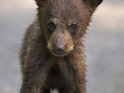 The Little Troublemaker