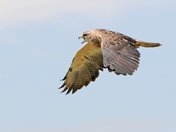 Swainson's Hawk
