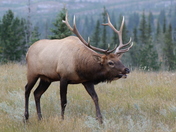 Elk