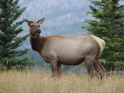 Elk
