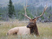 Elk