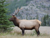 Elk